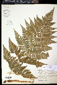 Dryopteris campyloptera image