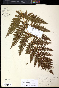 Dryopteris campyloptera image