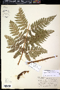 Dryopteris campyloptera image