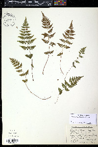 Cystopteris tenuis image