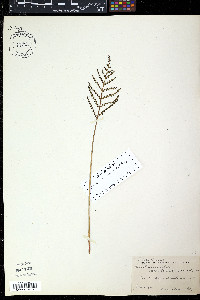 Onoclea sensibilis var. obtusilobata image
