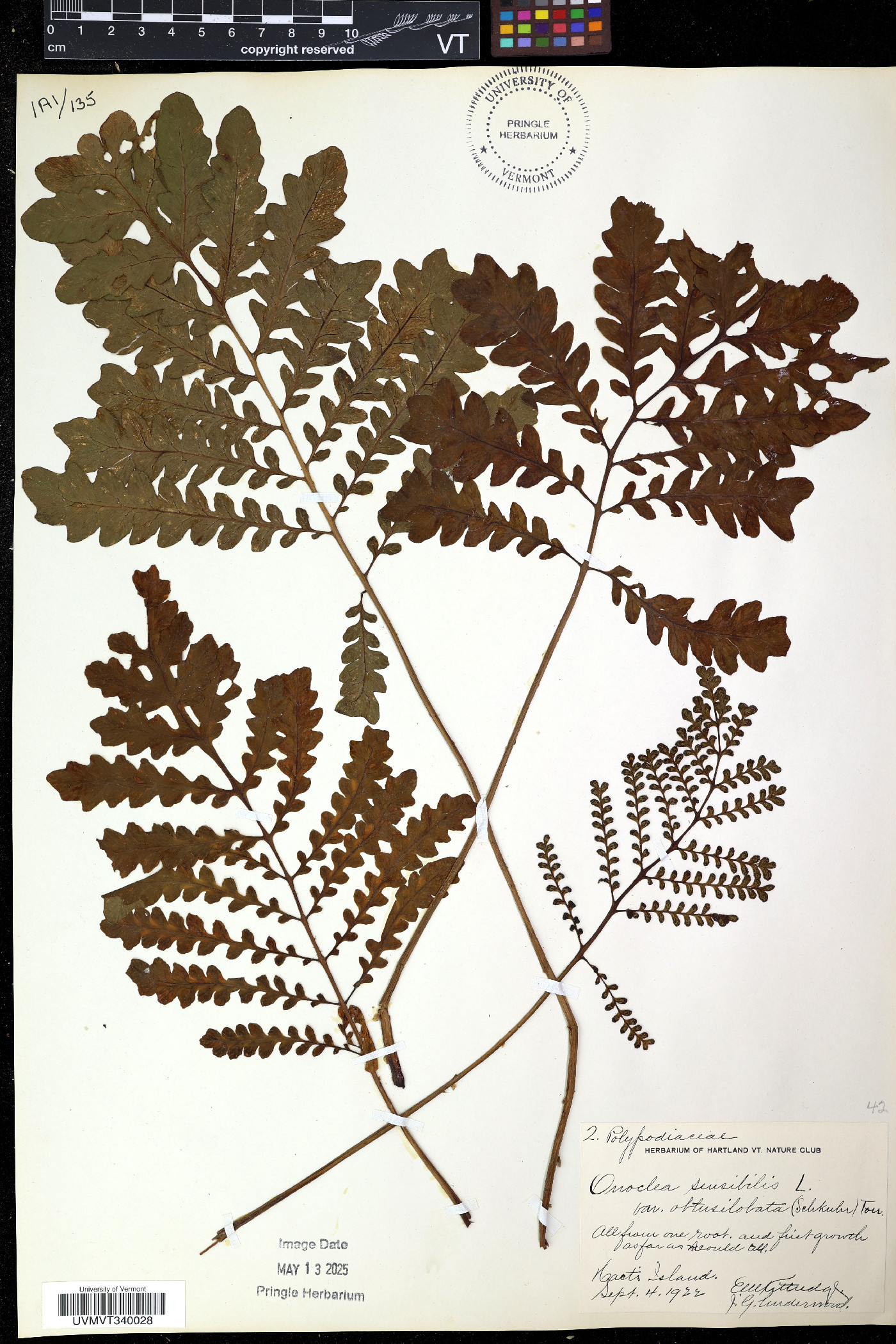 Onoclea sensibilis var. obtusilobata image