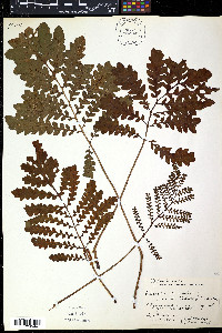 Onoclea sensibilis var. obtusilobata image