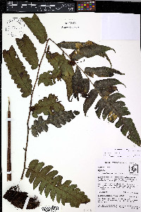 Diplazium venulosum image