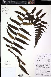 Diplazium venulosum image