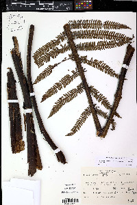 Alsophila bryophila image