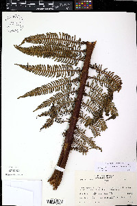Alsophila bryophila image
