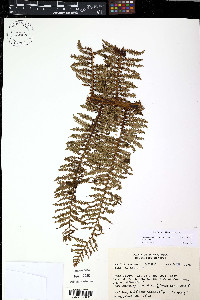 Alsophila bryophila image