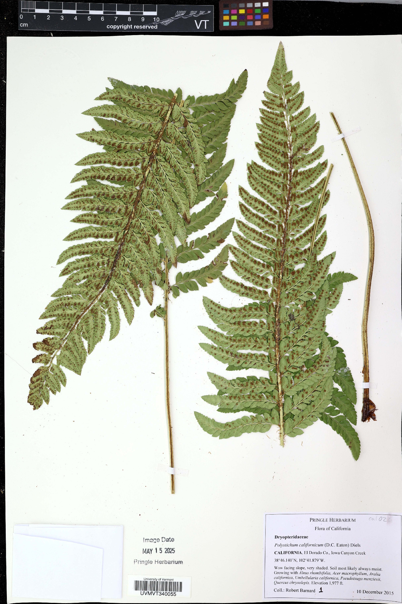 Polystichum californicum image