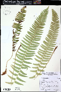 Polystichum imbricans subsp. imbricans image