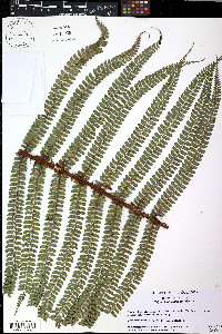 Polystichum lehmannii image