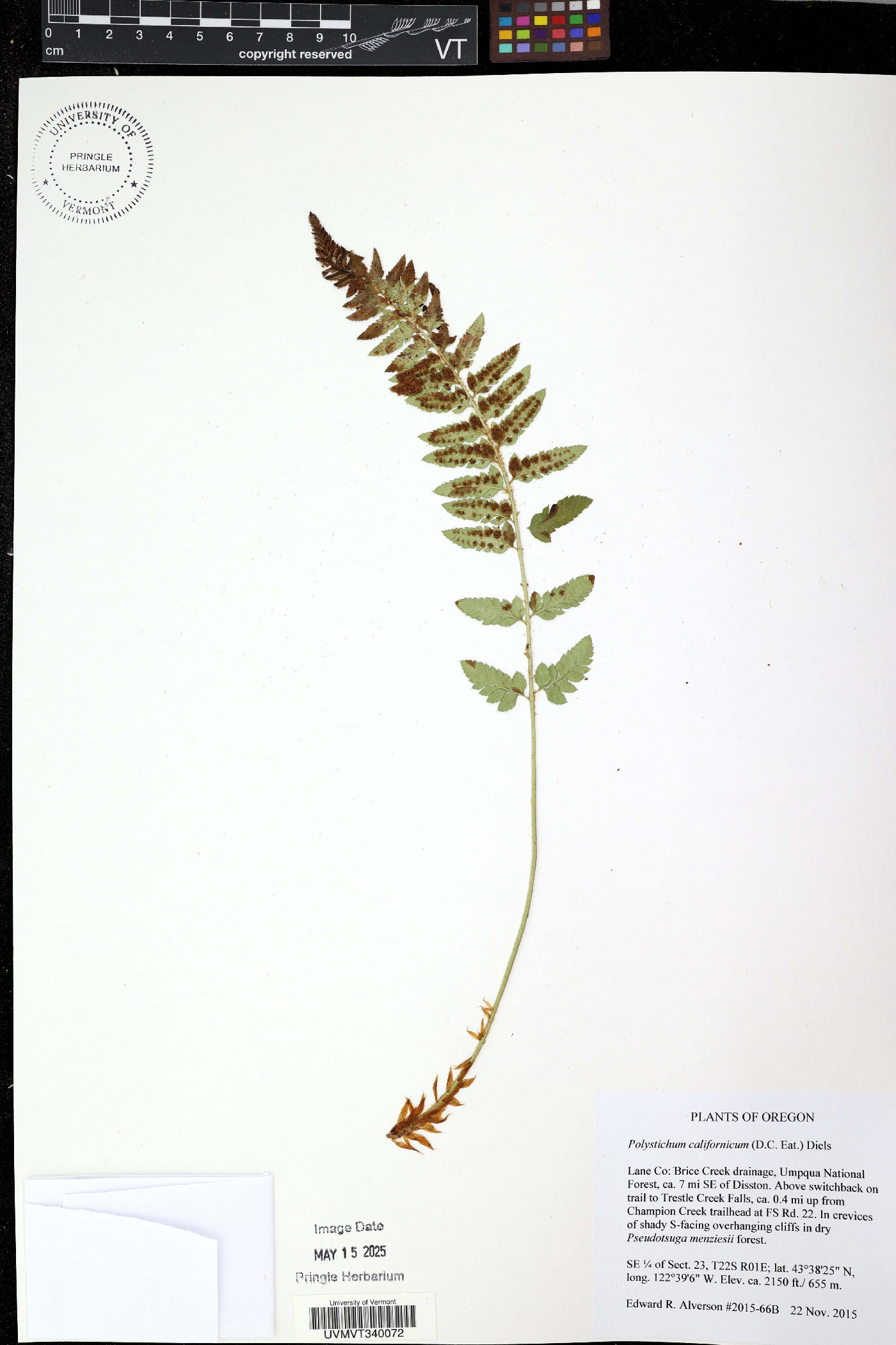 Polystichum californicum image