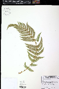 Polystichum dudleyi image
