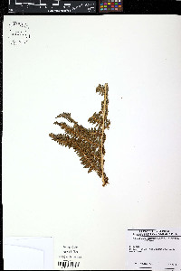 Polystichum speciosissimum image