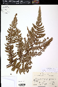 Alsophila bryophila image