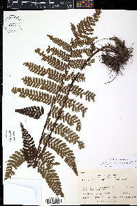 Alsophila bryophila image