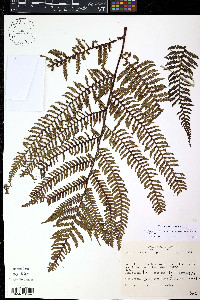 Alsophila bryophila image