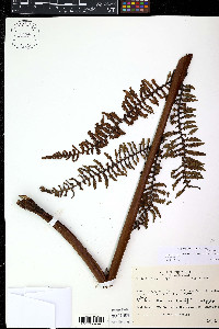 Alsophila bryophila image