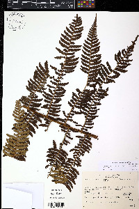 Alsophila bryophila image