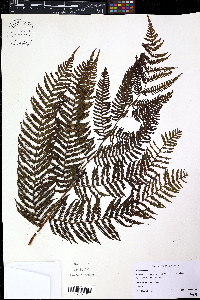 Cyathea arborea image