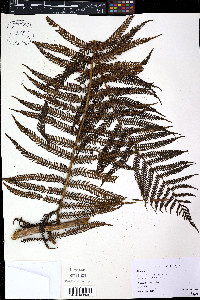 Cyathea arborea image