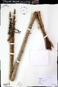 Cyathea arborea image