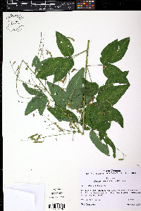 Desmodium perplexum image