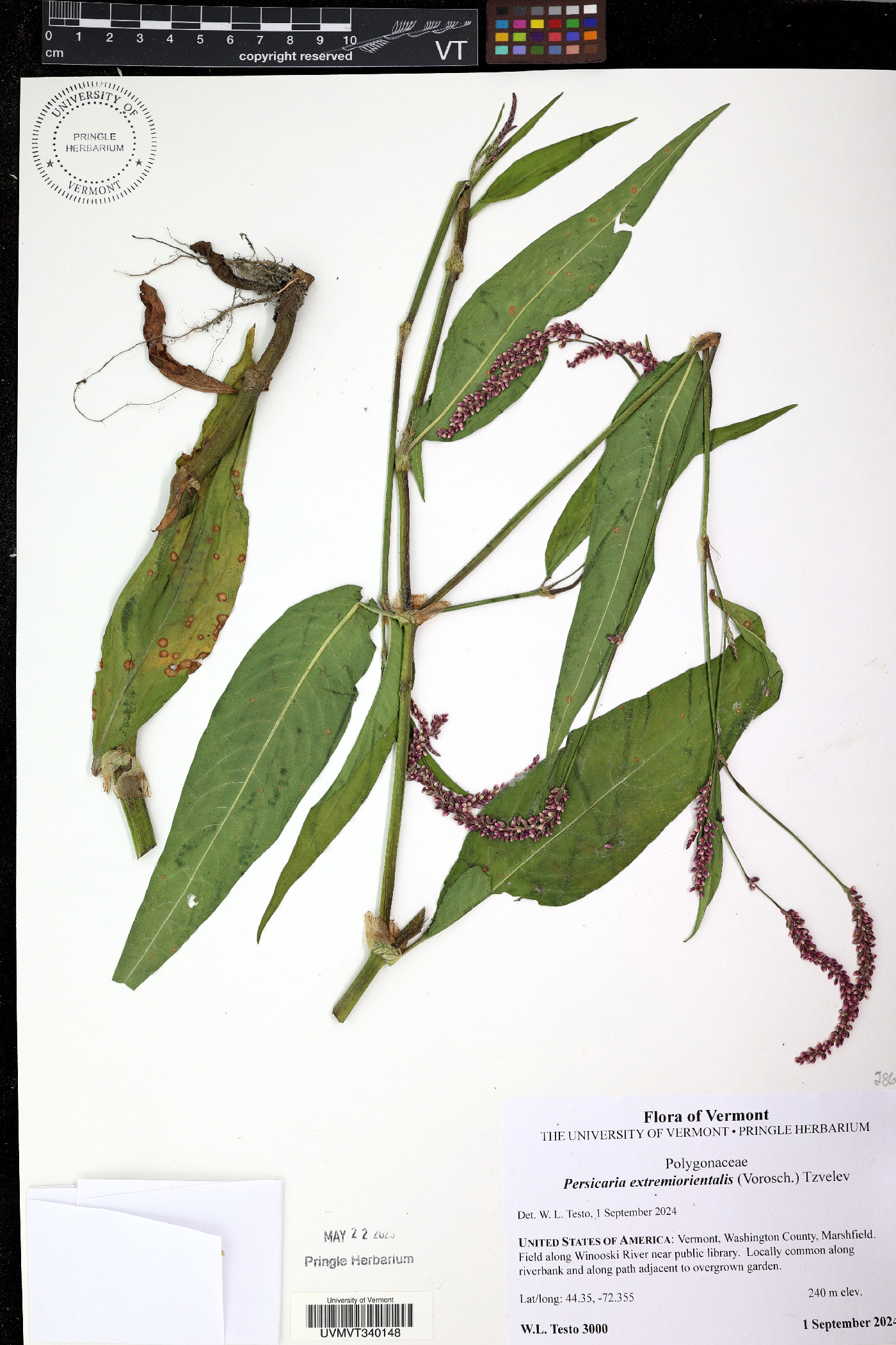Persicaria extremiorientalis image