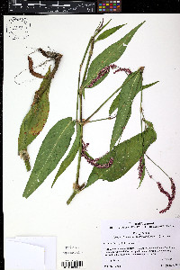 Persicaria extremiorientalis image