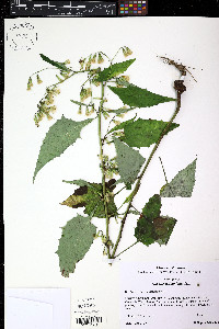 Nabalus trifoliolatus image