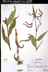 Persicaria extremiorientalis image