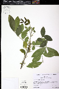 Trichilia havanensis image