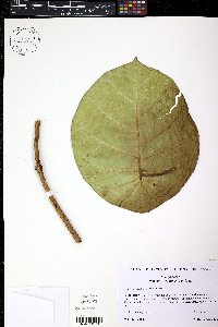 Macropharynx isthmica image