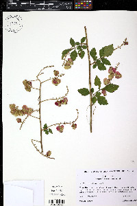Serjania caracasana image
