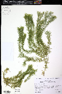 Phlegmariurus linifolius image
