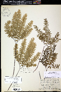 Adiantum viridimontanum image