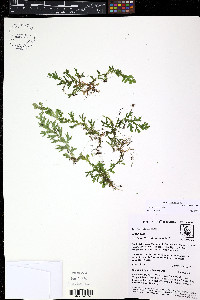 Selaginella flexuosa image