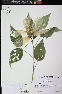 Hibiscus moscheutos image