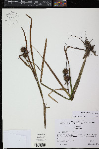 Sparganium emersum image