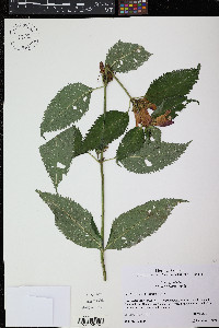 Chelone lyonii image