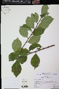 Prunus tomentosa image