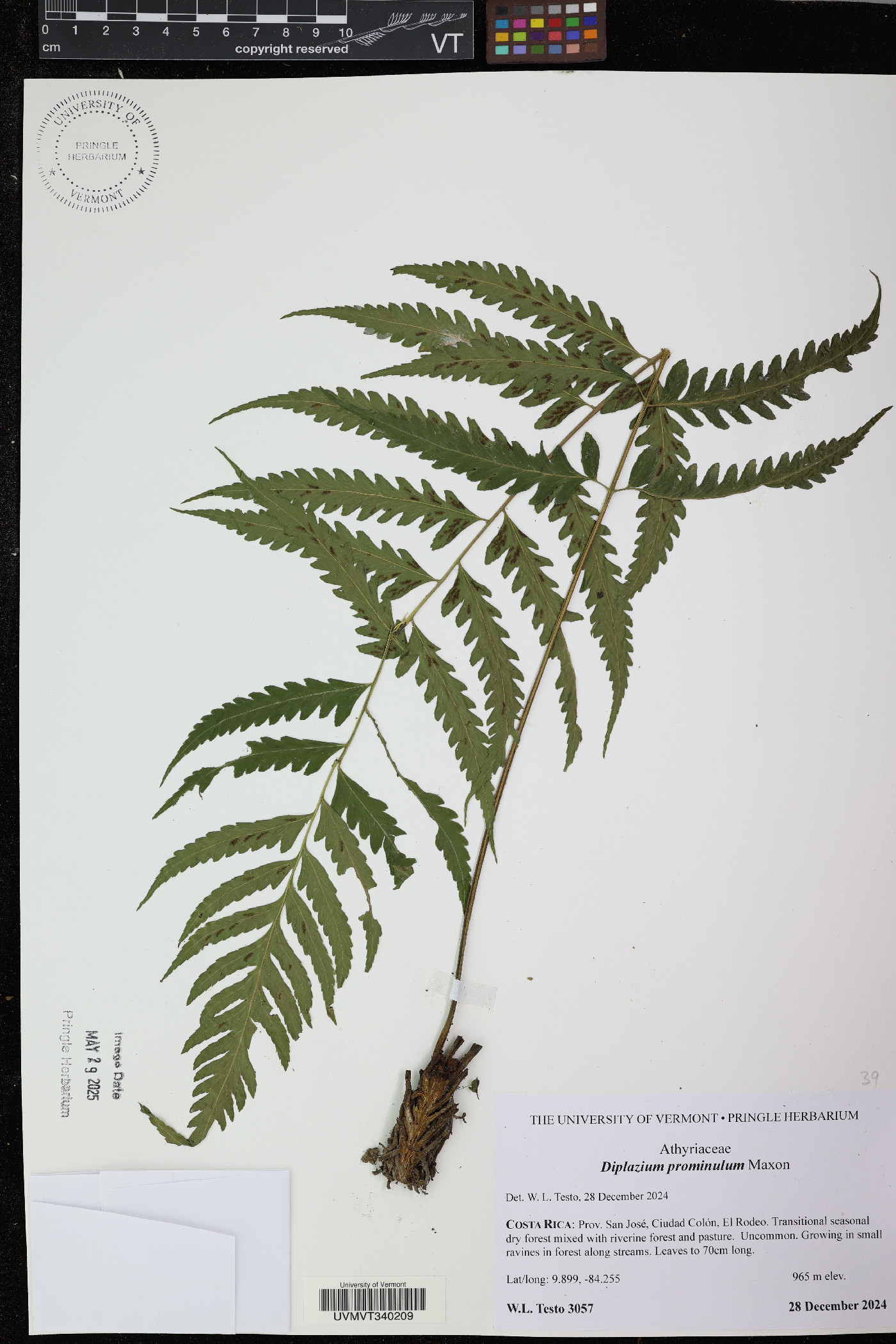 Diplazium prominulum image