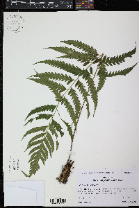 Diplazium prominulum image