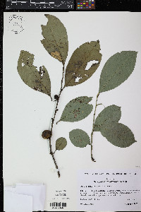 Diospyros juruensis subsp. hartmanniana image