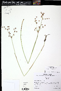 Juncus articulatus image