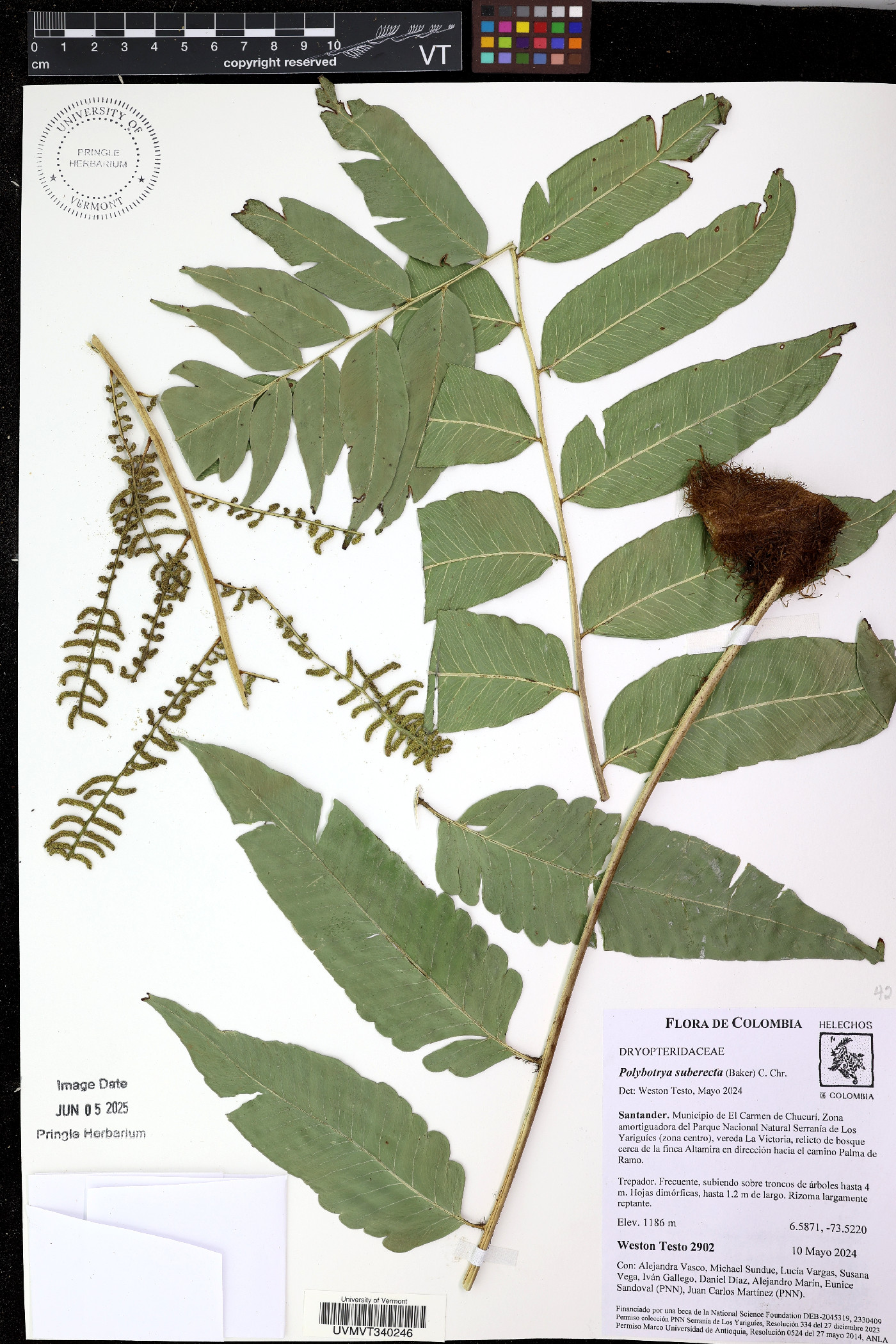 Polybotrya suberecta image