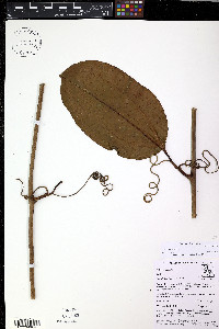 Smilax purhampuy image