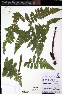 Diplazium tungurahuae image