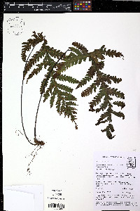 Hypoderris brauniana image