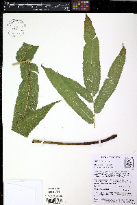 Thelypteris serrata image
